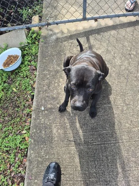 A young medium-sized female American Staffordshire Terrier dog named Perita for adoption in San Antonio, TX