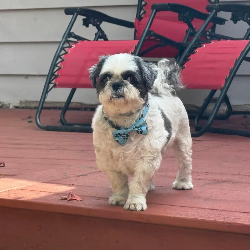 A senior small-sized male White / Cream Shih Tzu dog named Ryan for adoption in Dover, NH