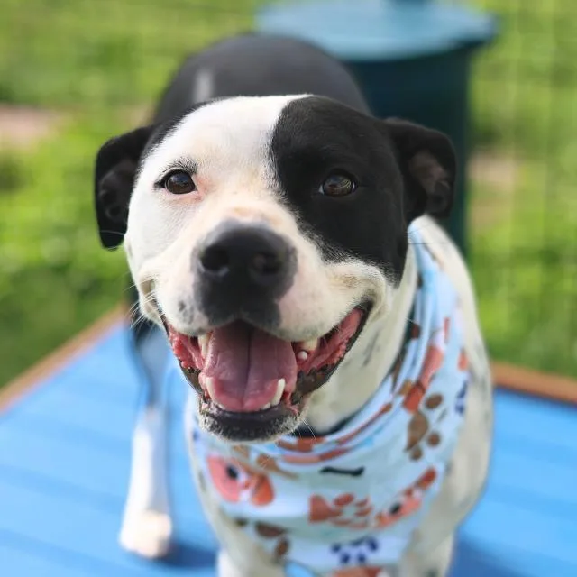 A young medium-sized female American Staffordshire Terrier dog named Odelia for adoption in San Antonio, TX
