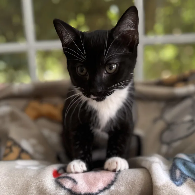 A baby small-sized female Black & White / Tuxedo Domestic Short Hair cat named Ruby for adoption in East Greenwich, RI