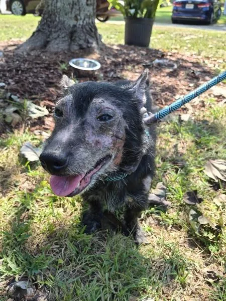 An adult small-sized male Terrier dog named Pen Vc Lowell for adoption in Lawrenceville, GA