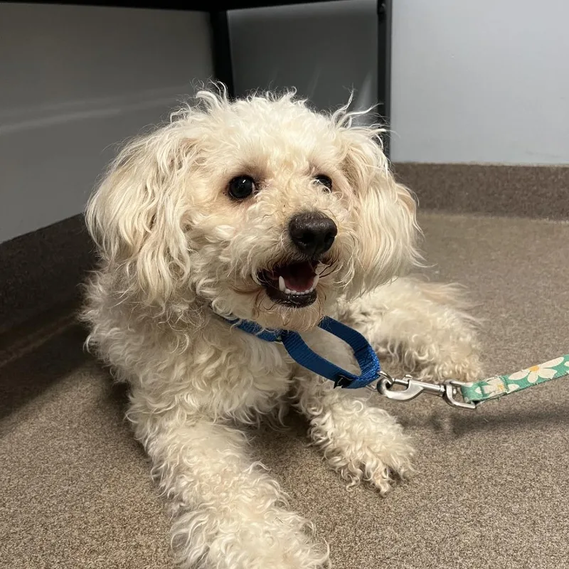 An adult small-sized male Maltese dog named Rocky Balboa for adoption in South Elgin, IL