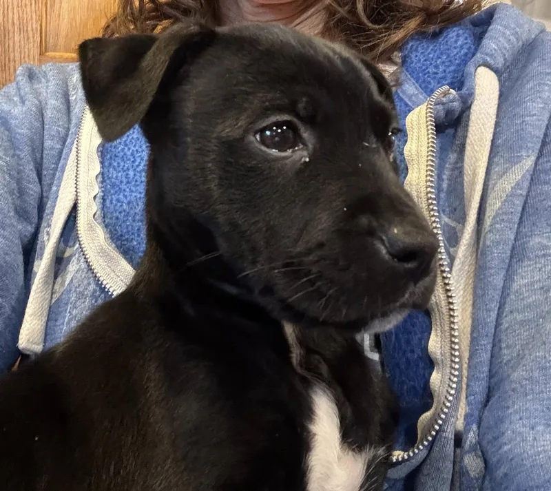 A baby medium-sized female Black Australian Shepherd dog named Rosie for adoption in Clinton, WI