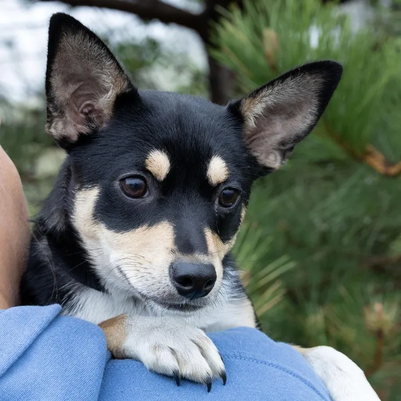 A baby small-sized female Black Mixed Breed dog named Astrid for adoption in Erie, PA