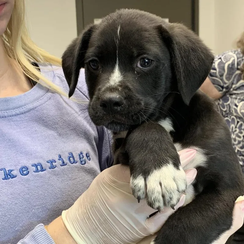 A baby small-sized male Black Retriever dog named Cookie Monster for adoption in Cleveland, MS