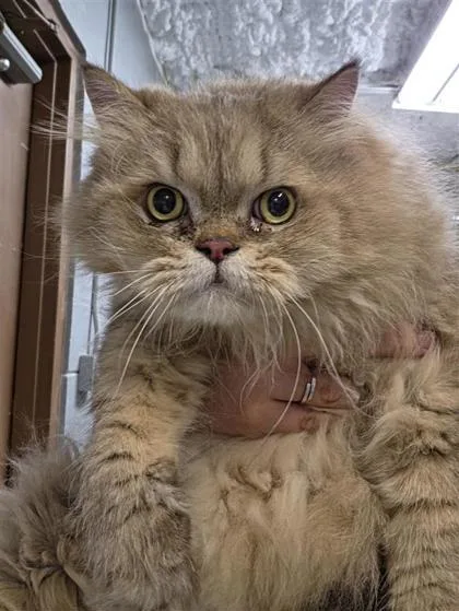 Franklin