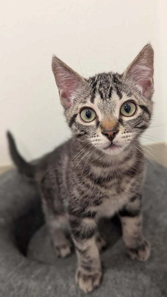 A baby small-sized male Black Domestic Short Hair cat named Punksie for adoption in Vancouver, WA