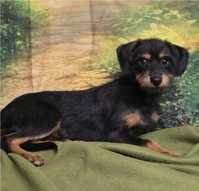 A baby small-sized female Miniature Pinscher dog named Bear fka Lakme for adoption in Sedalia, CO