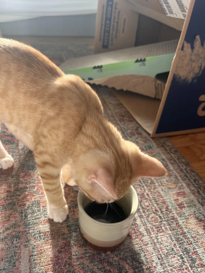A baby medium-sized male Tabby (Orange / Red) Domestic Short Hair cat named Georgie for adoption in Wilmington, NC