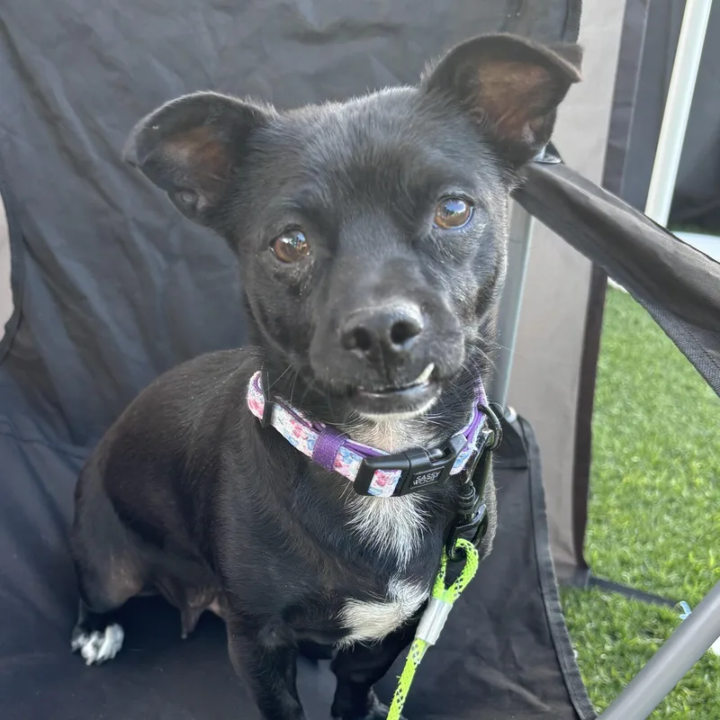 An adult small-sized female Black Chihuahua dog named Sonny for adoption in Phoenix, AZ