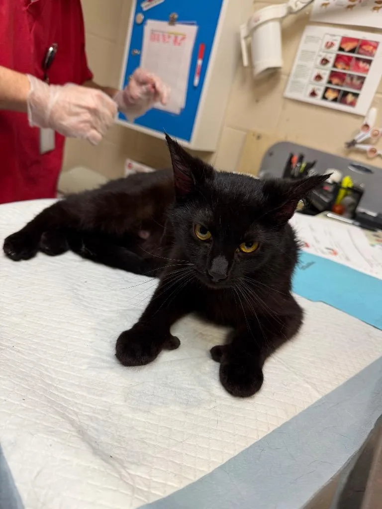 A young medium-sized female Domestic Short Hair cat named Oaura for adoption in Wintersville, OH