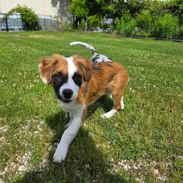 A baby medium-sized male Australian Shepherd dog named Hank for adoption in McHenry, IL