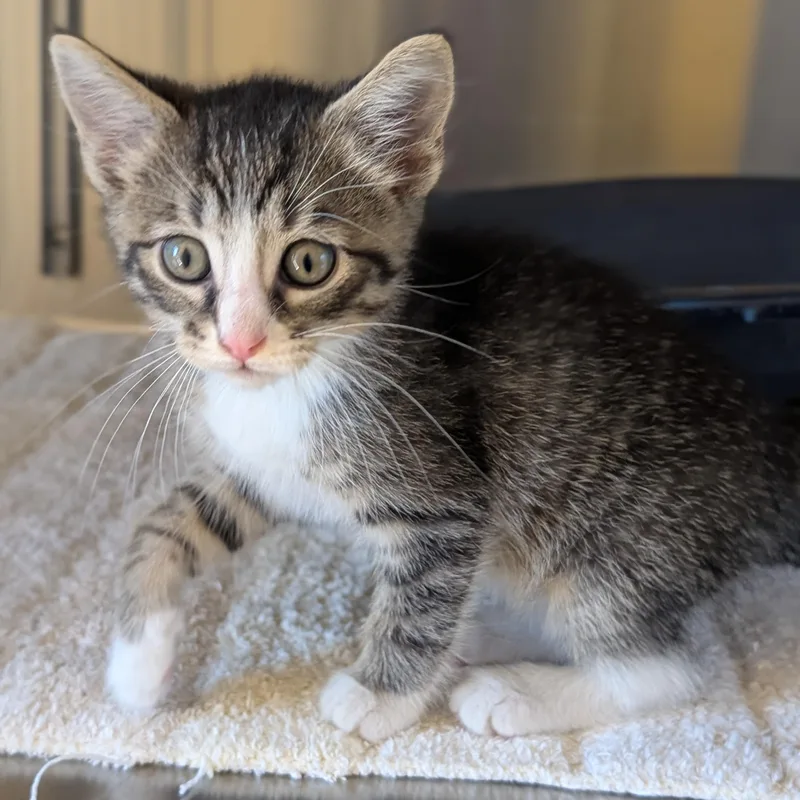 A baby medium-sized male Tabby (Brown / Chocolate) Domestic Short Hair cat named Marcus Reduced Fee for adoption in Jefferson, WI
