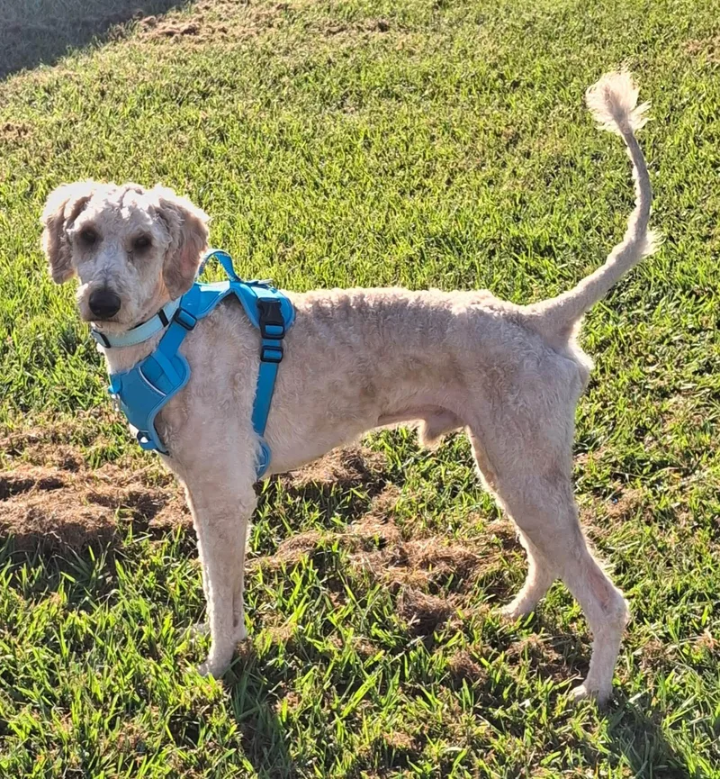 An adult medium-sized male Apricot / Beige Standard Poodle dog named Milo for adoption in Gonzales, LA
