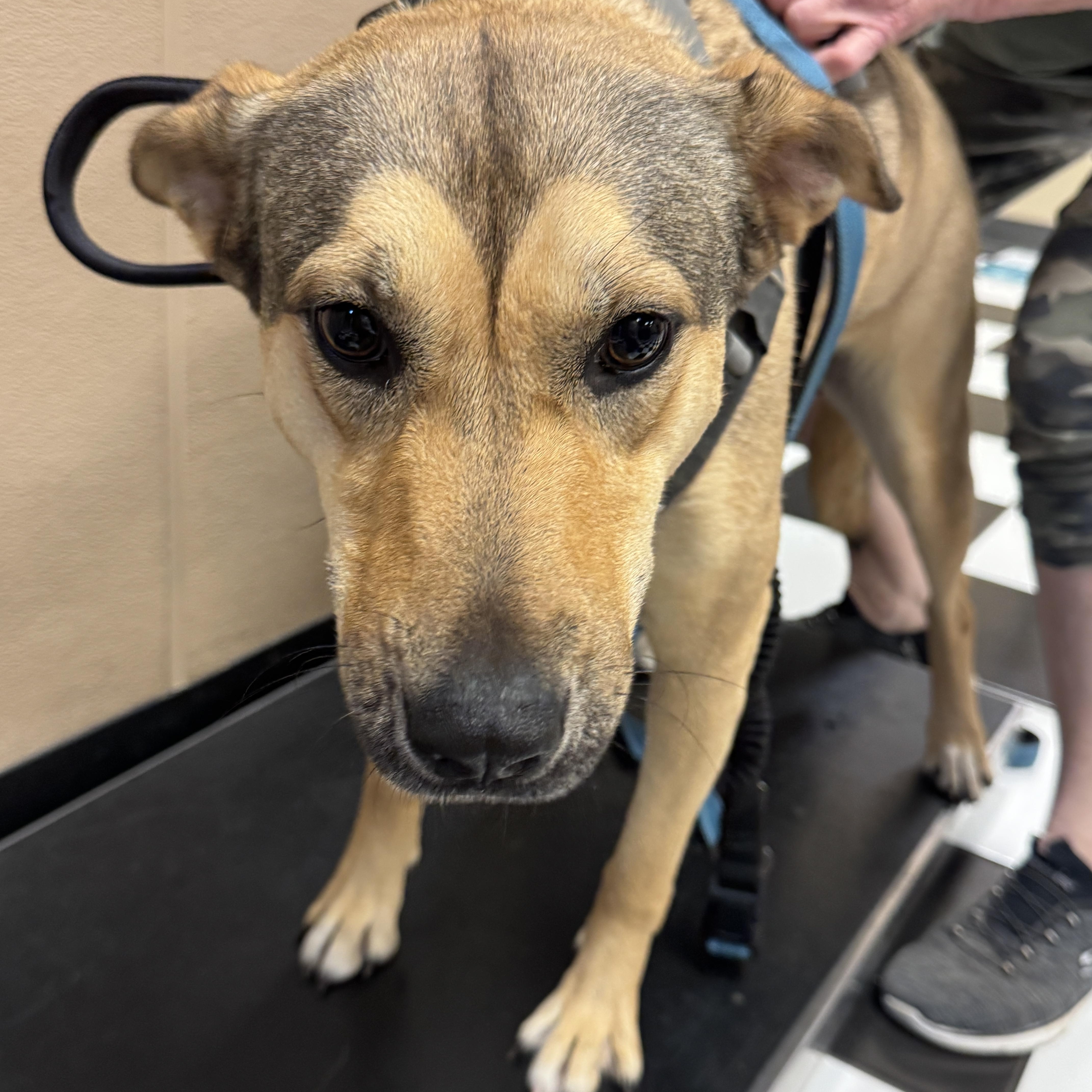 An adult medium-sized female Bicolor Shepherd dog named Abbie for adoption in Haslet, TX