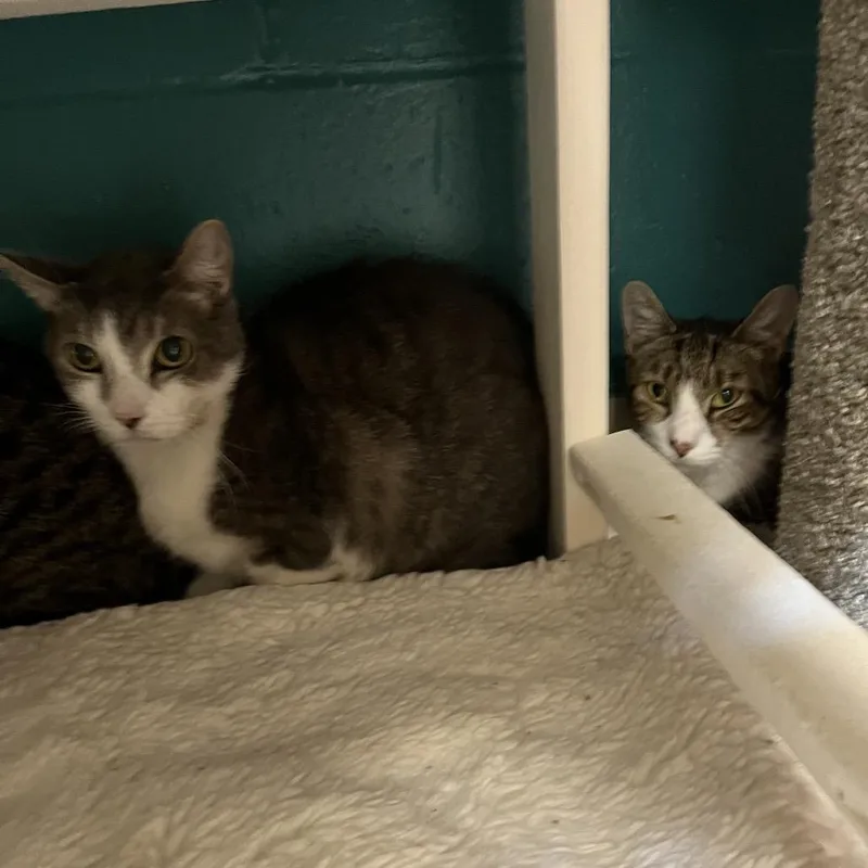 An adult medium-sized male Brown / Chocolate Domestic Short Hair cat named Banana for adoption in Bedford, NH