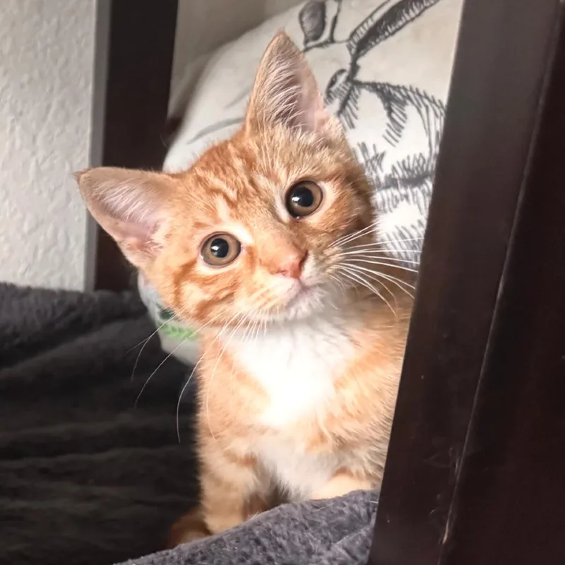 A baby small-sized female Orange / Red Domestic Short Hair cat named Mandarin for adoption in Zimmerman, MN