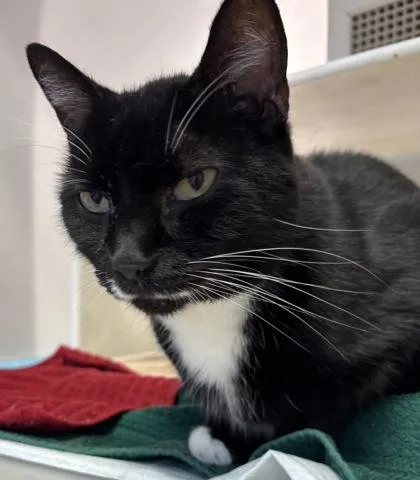 An adult small-sized male Domestic Short Hair cat named Francis for adoption in Cumming, GA