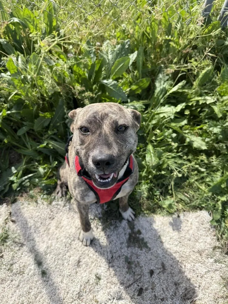 A young medium-sized female Staffordshire Bull Terrier dog named Ms. Silly for adoption in Stockton, CA