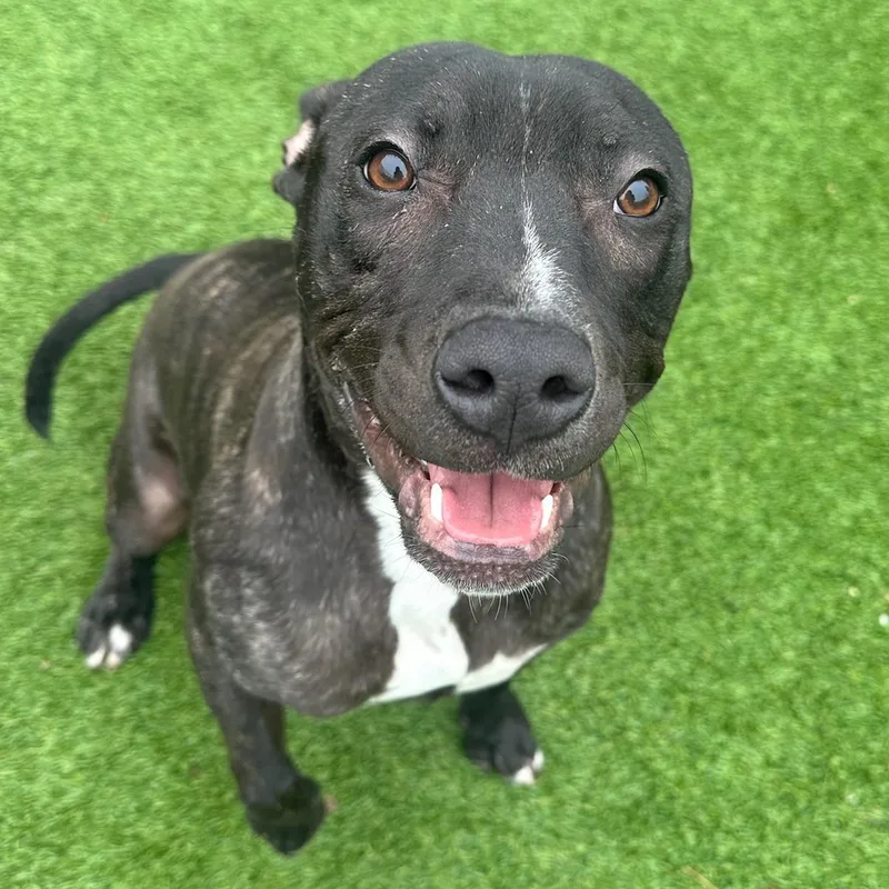 An adult medium-sized male American Bully dog named Abbott for adoption in Groton, CT