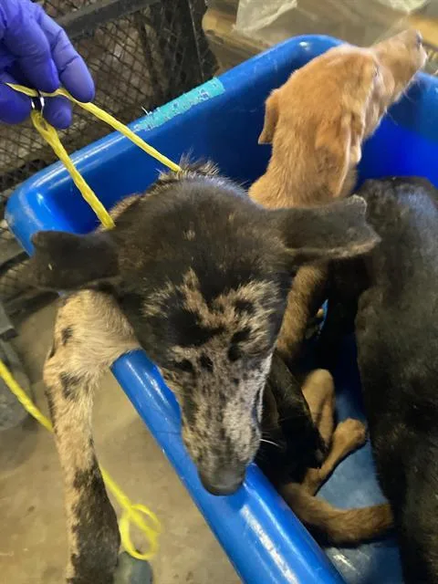 A young medium-sized male German Shepherd Dog dog named Remi for adoption in Dallas, TX