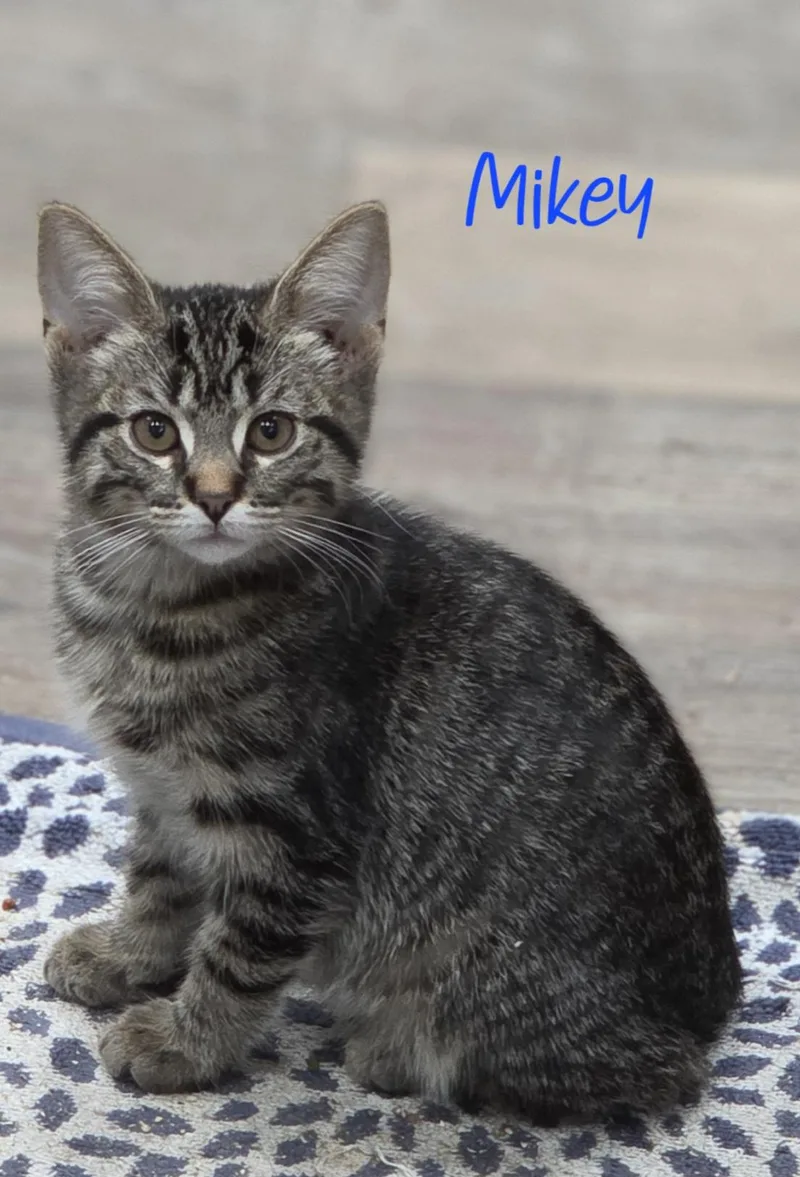 A baby medium-sized male Tabby (Gray / Blue / Silver) Domestic Short Hair cat named Mikey for adoption in Warren, MI