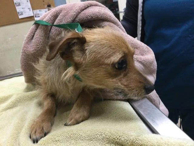 A baby small-sized male Chihuahua dog named Rupert for adoption in Riverside, CA