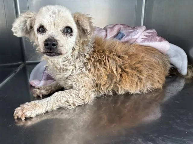 A senior medium-sized female Poodle dog named Charlotte for adoption in Baldwin Park, CA