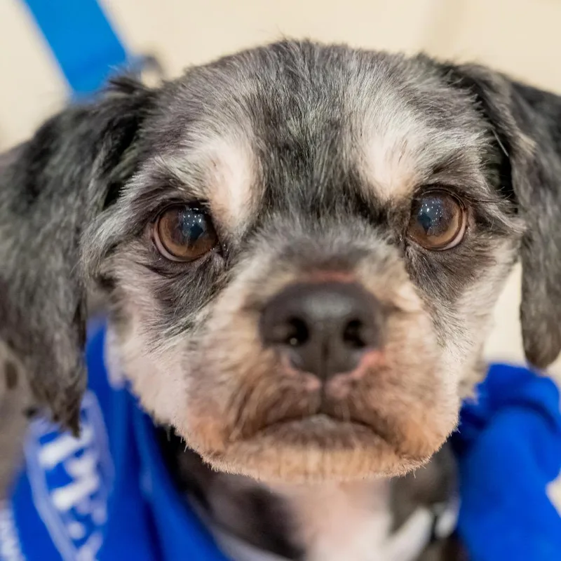 Arnold Schnauzer