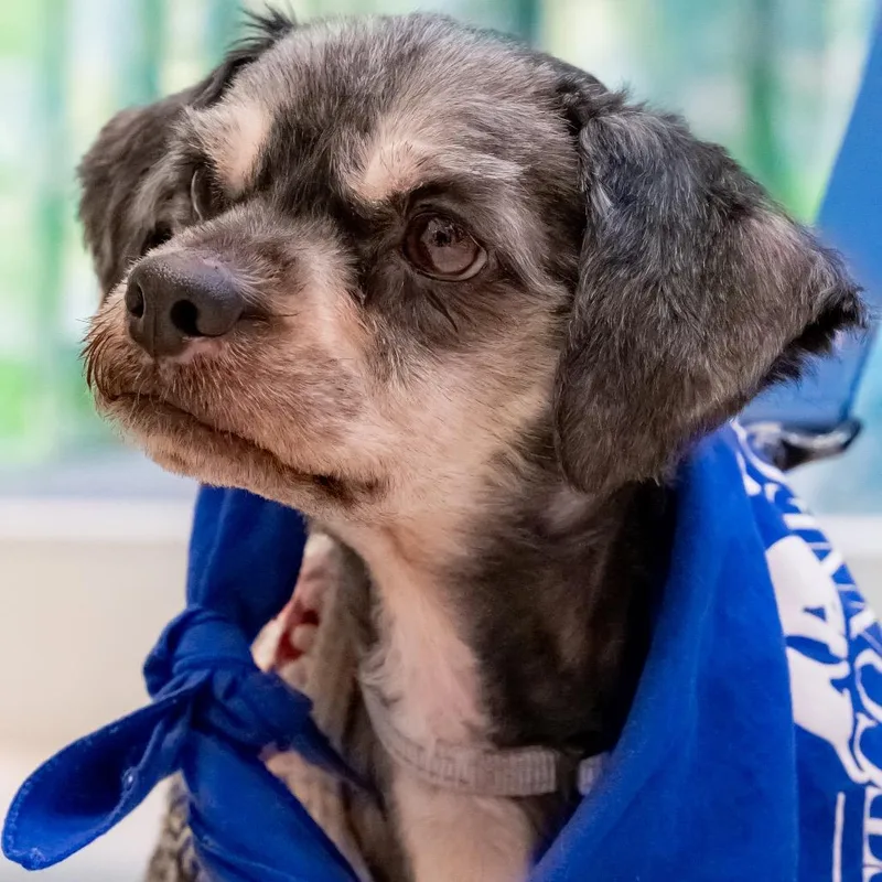 Arnold Schnauzer thumbnail 3