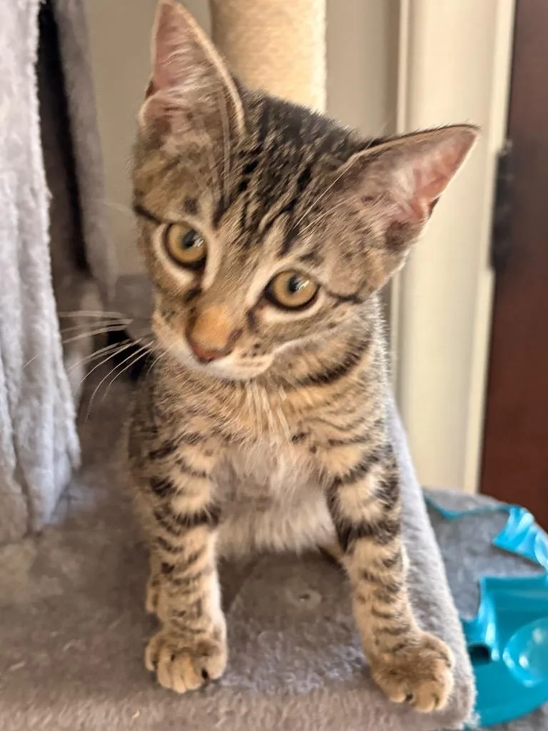 A baby small-sized female Domestic Short Hair cat named Olive for adoption in Spring, TX