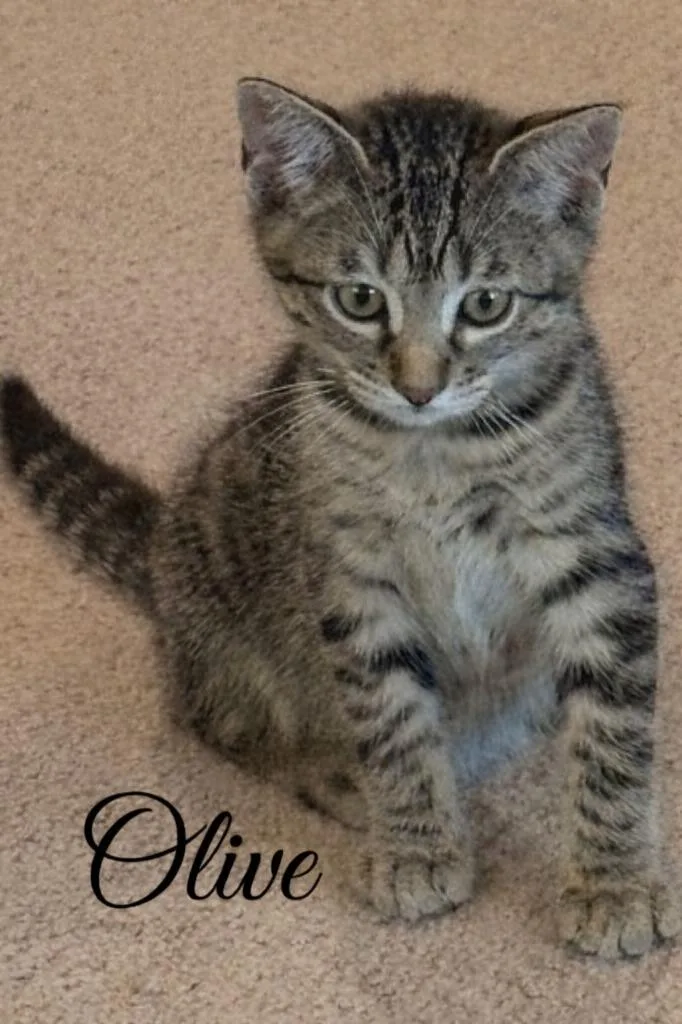 Olive thumbnail 4