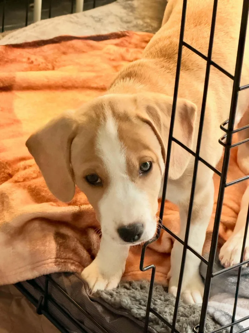A baby medium-sized female Labrador Retriever dog named Lexie for adoption in Lewisville, IN