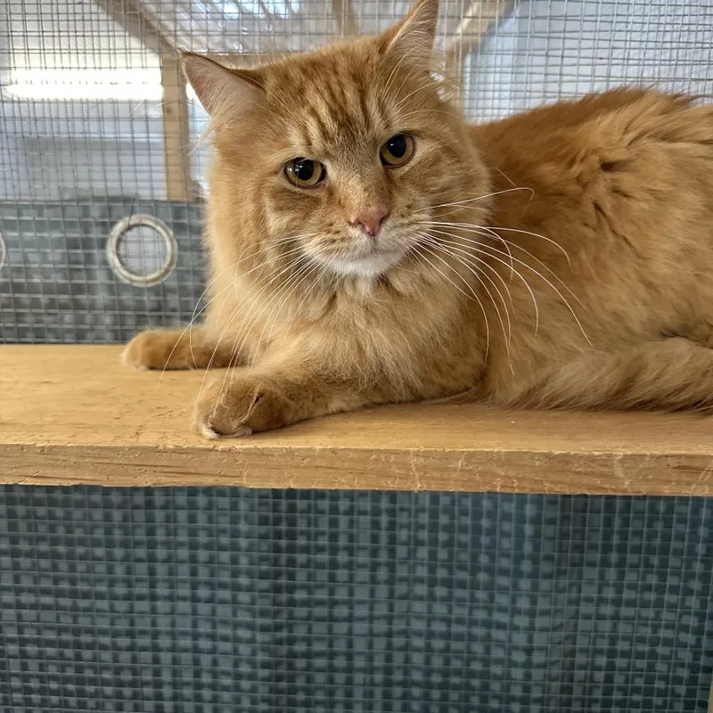 An adult large-sized male Orange / Red Domestic Long Hair cat named Mr Fluffington for adoption in Wappingers Falls, NY