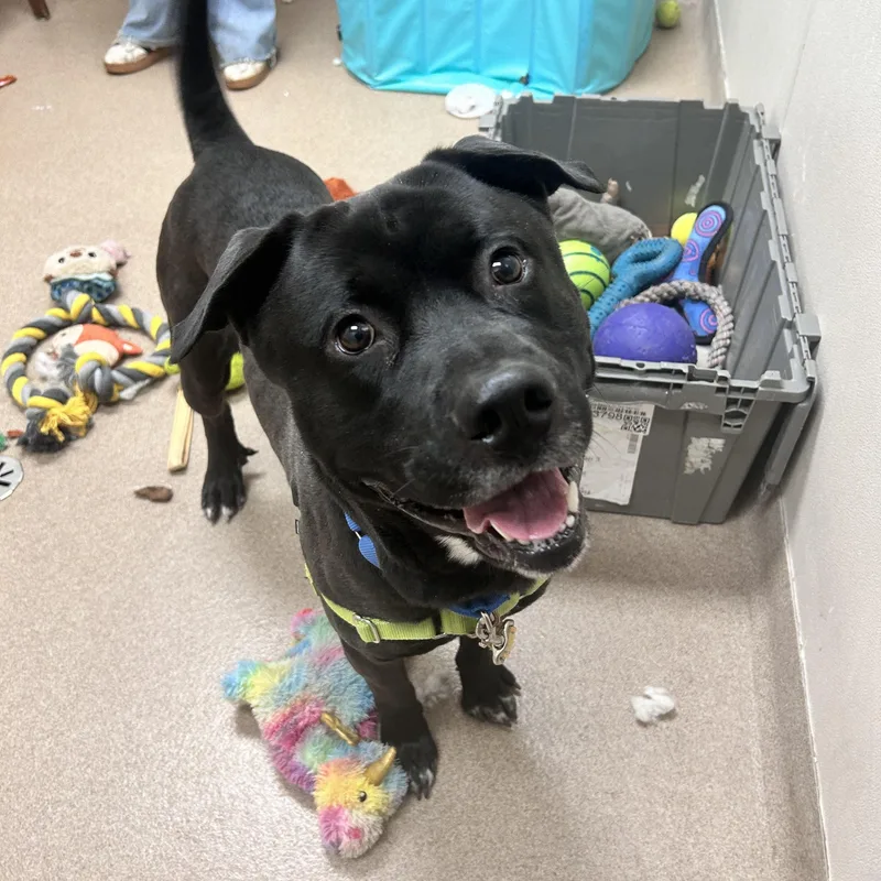 Kolbygoofy  Funloving Boy thumbnail 4