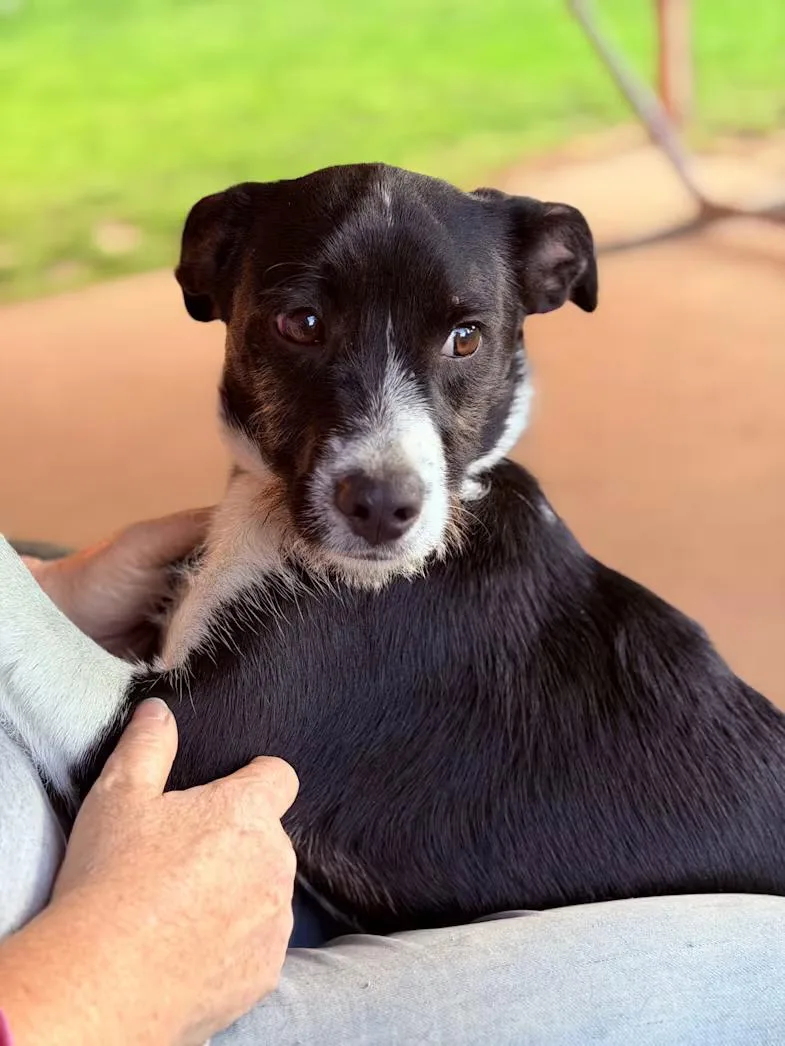 A young medium-sized male Black Border Collie dog named Dapper Dan for adoption in Watertown, CT