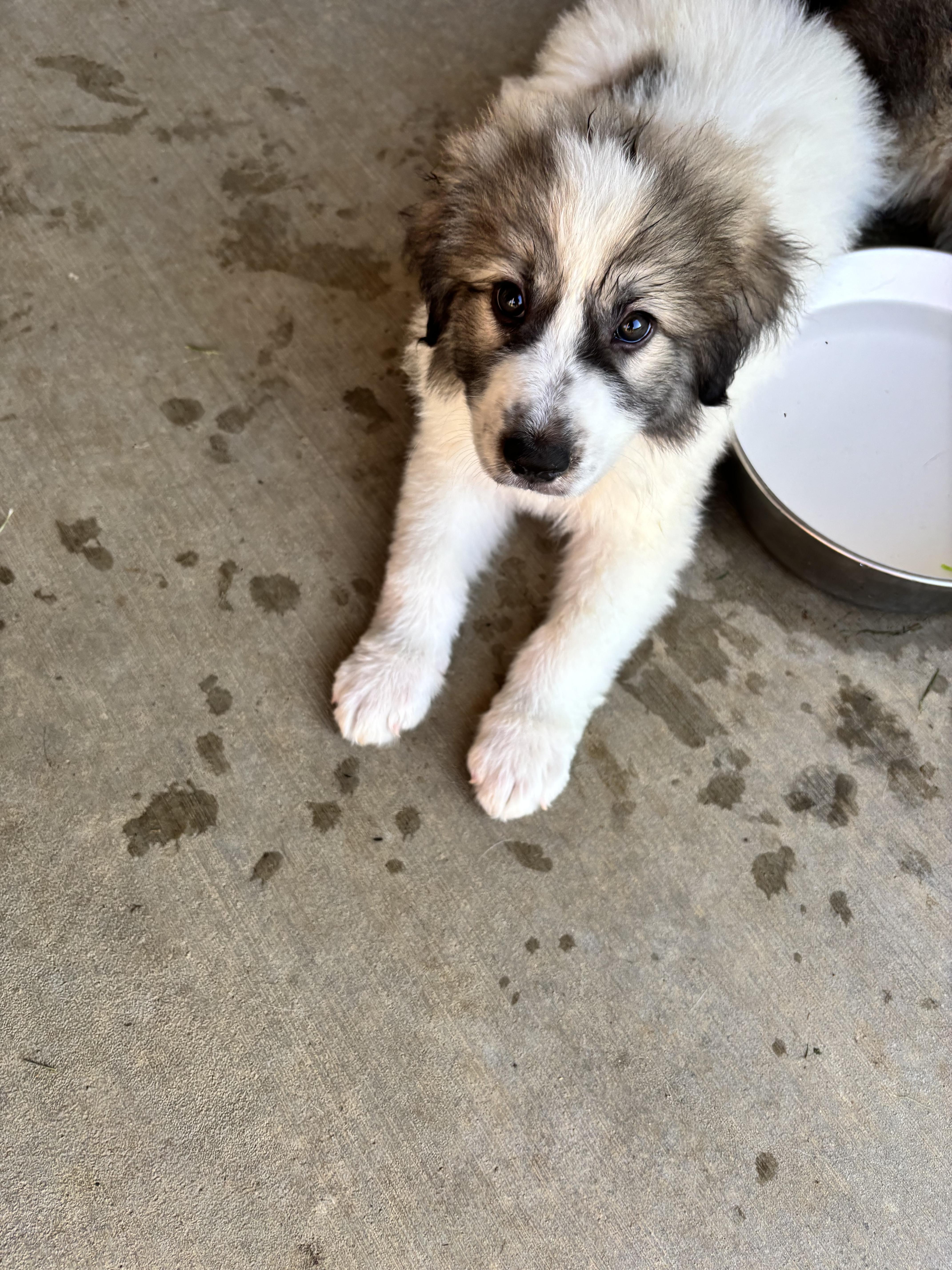 A baby large-sized male Great Pyrenees dog named Parker for adoption in Lexington, KY