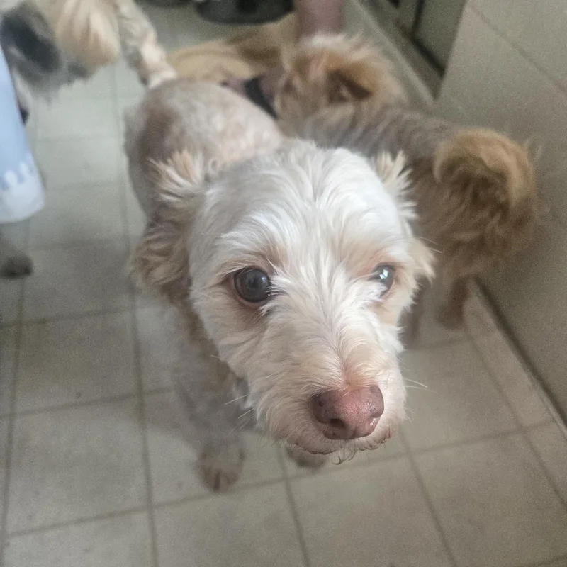 An adult small-sized male Apricot / Beige Maltese dog named Sammie for adoption in West Valley, UT