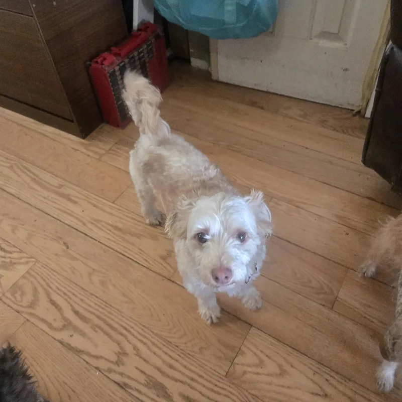 Sammie thumbnail 3
