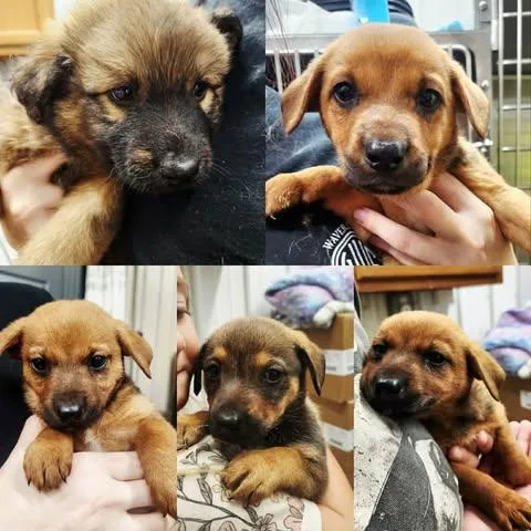 A baby large-sized female Shepherd dog named Ginger for adoption in Newport, KY