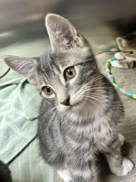 A baby small-sized female Tabby (Gray / Blue / Silver) Tabby cat named Poppy for adoption in Canoga Park, CA