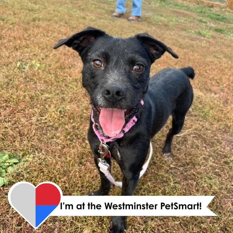A young medium-sized female Terrier dog named Elodia for adoption in Fort Collins, CO