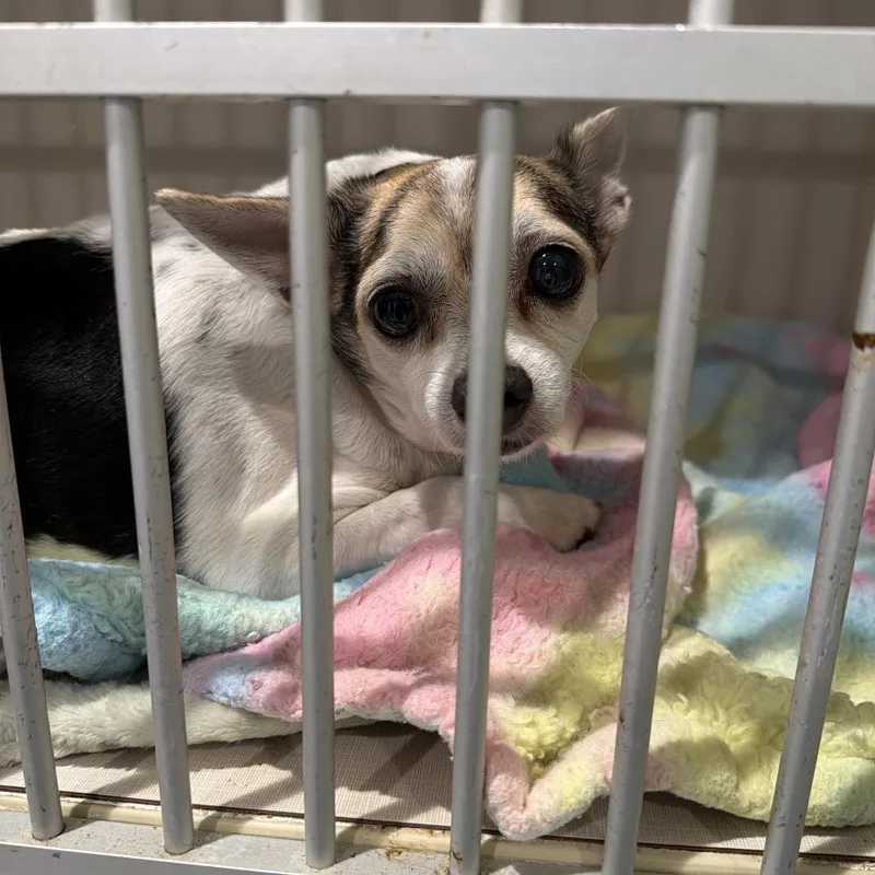 A senior small-sized female White / Cream Mixed Breed dog named Nara for adoption in Port Charlotte, FL