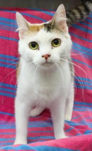 An adult medium-sized female Orange / Red Domestic Short Hair cat named Isabella for adoption in Thief River Falls, MN
