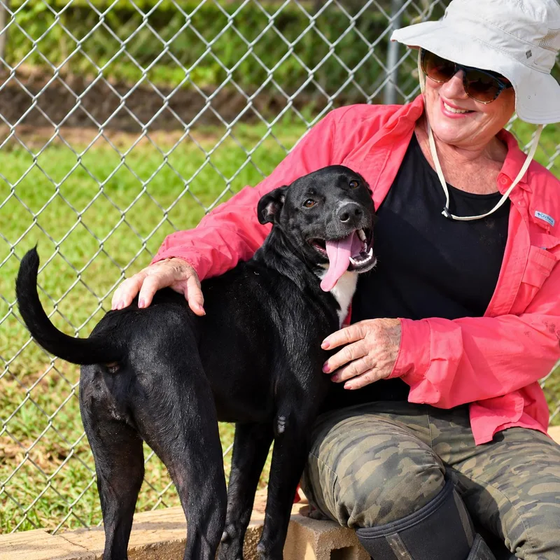A young medium-sized female Black Labrador Retriever dog named Quinn for adoption in Wedowee, AL