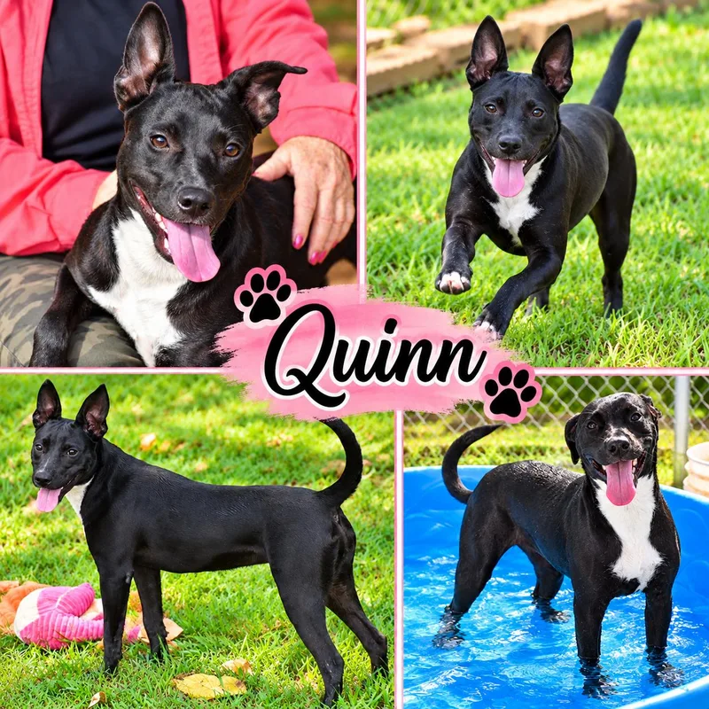 Quinn thumbnail 5