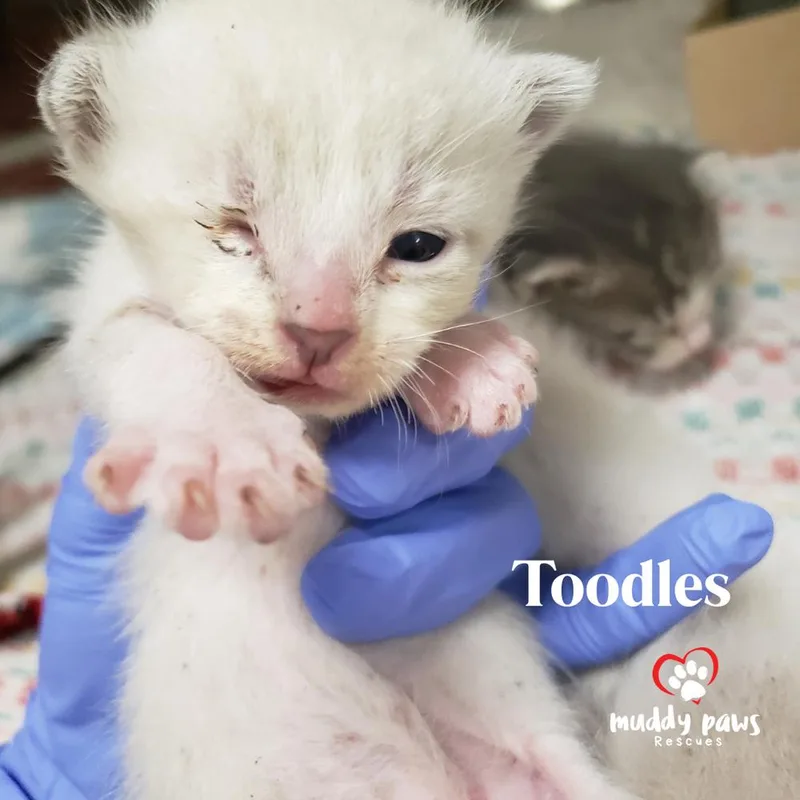 Lost Boys: Toodles