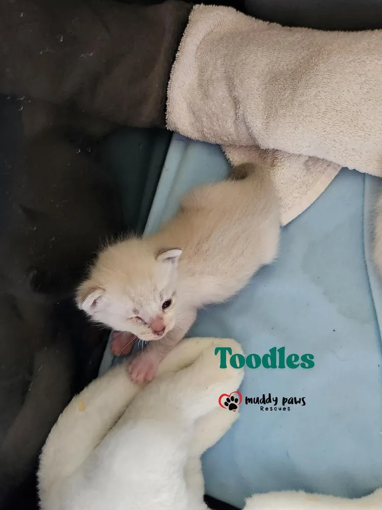 Lost Boys: Toodles thumbnail 2