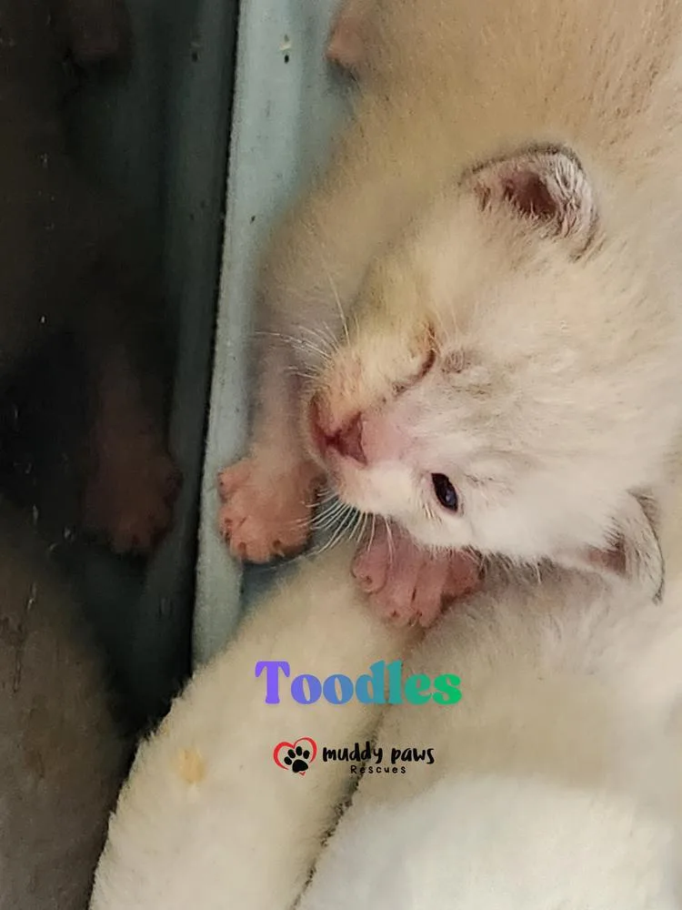 Lost Boys: Toodles thumbnail 3