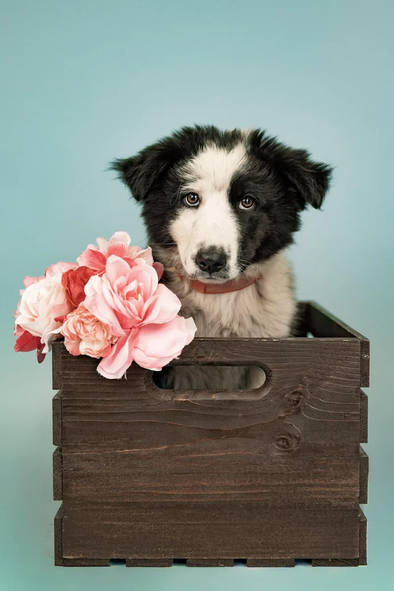 A baby large-sized female Great Pyrenees dog named 600-26 for adoption in Brighton, CO